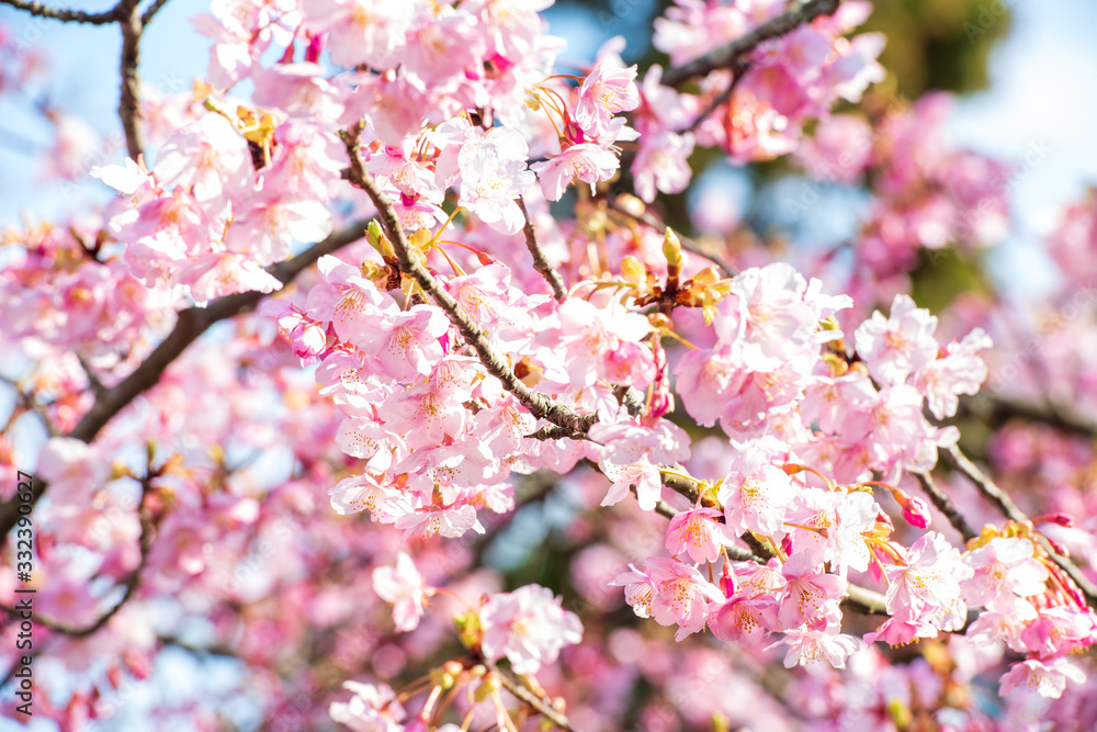 青空と河津桜