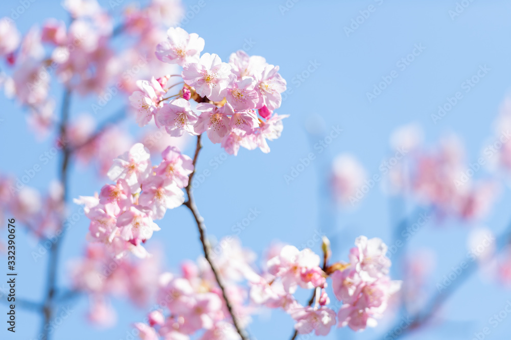 青空と河津桜