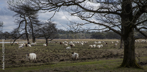 Sheep. Peet and heatherfields. Drents-Friese Wold National Park. Doldersumse veld. Netherlands. photo