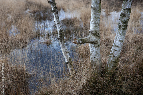 Swamp. Birchtree. Peet and heatherfields. Drents-Friese Wold National Park. Doldersumse veld. Netherlands. photo