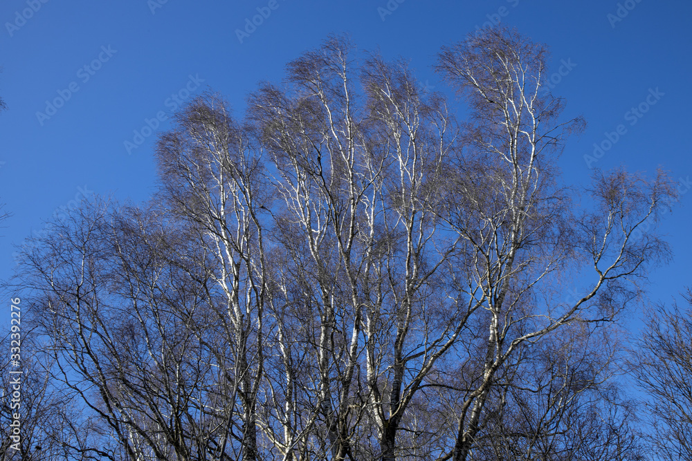 Birchtrees at National Park Weerribben de Wieden. Wetering. Overijssel Netherlands. Birchtrees at National Park Weerribben de Wieden. Wetering. Overijssel Netherlands.
