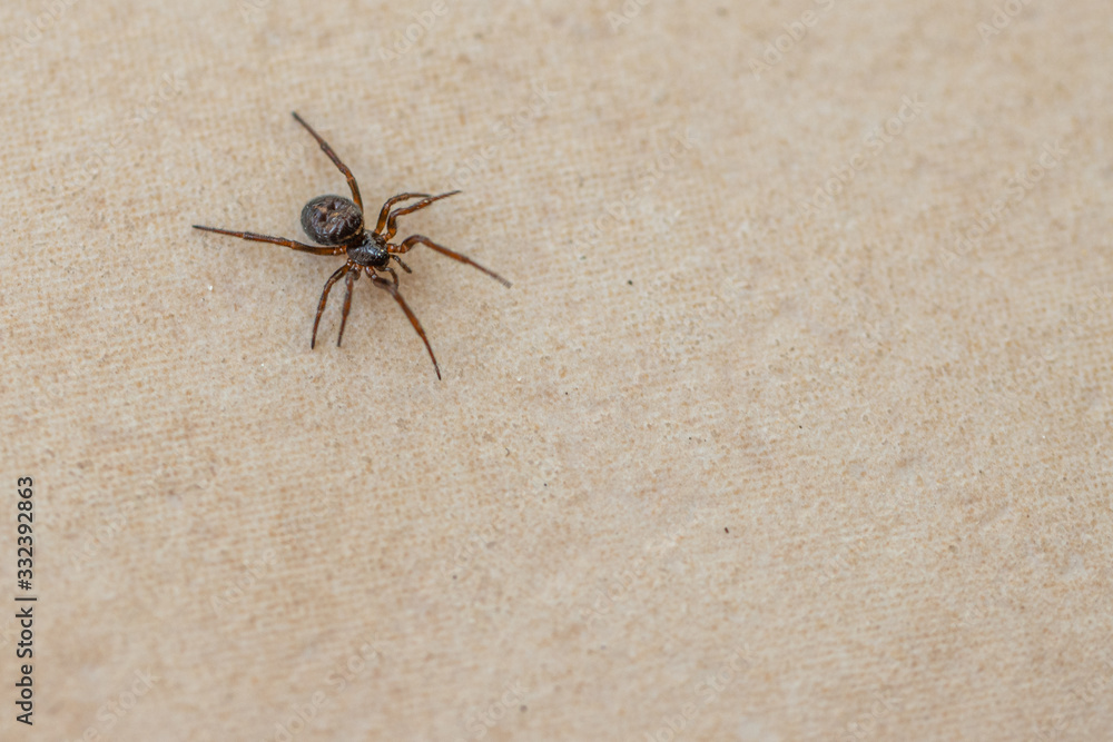 small brown spider crawls across the tiled kitchen floor small brown spider crawls across the tiled kitchen floor