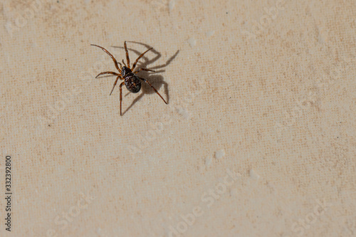  small brown spider crawls across the tiled kitchen floor