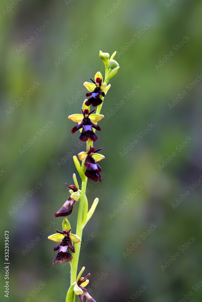 Ophrys insectifera, the fly orchid with green background. European orchid on green field with dark forest in background. Rare plants of Europe. Ophrys insectifera, the fly orchid with green background. European orchid on green field with dark forest in background. Rare plants of Europe.
