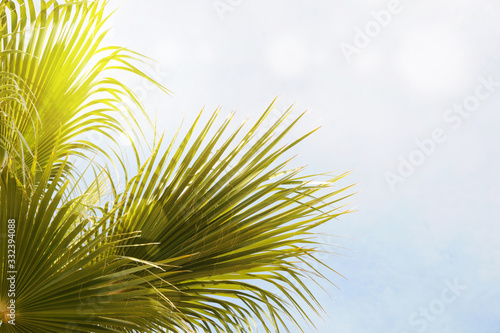 green palm leaves   summer vacation and holiday concept