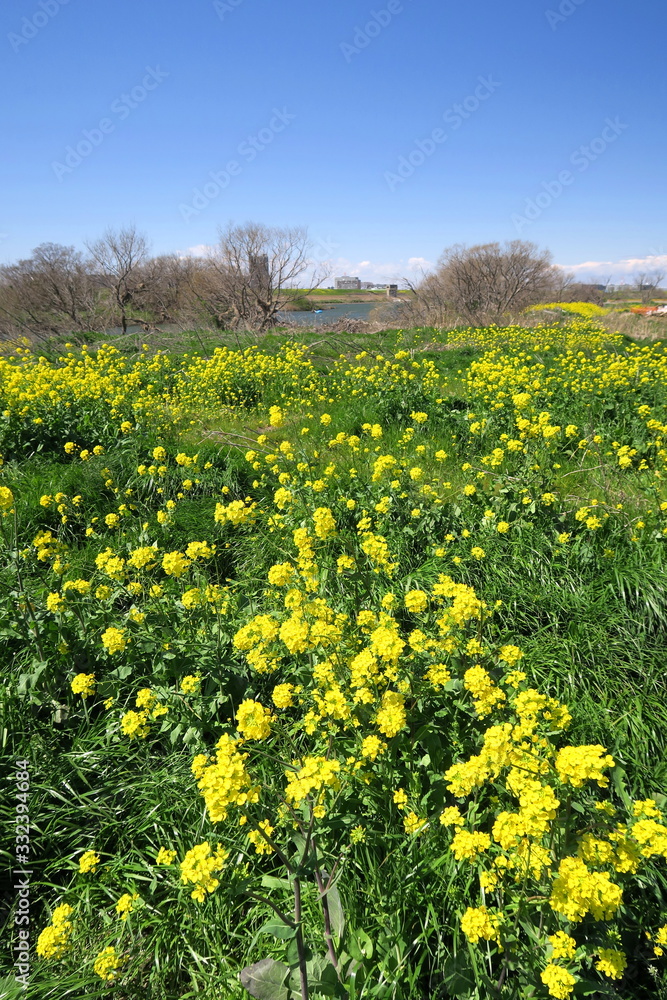 菜の花咲く春の江戸川河川敷風景 菜の花咲く春の江戸川河川敷風景