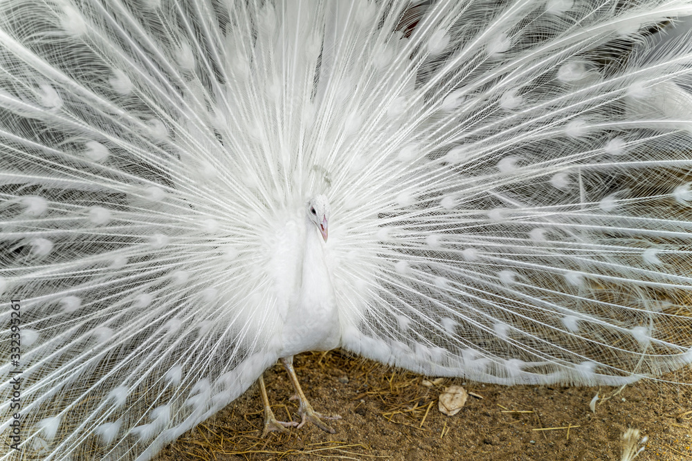 Obraz premium White peacock with feathers out.