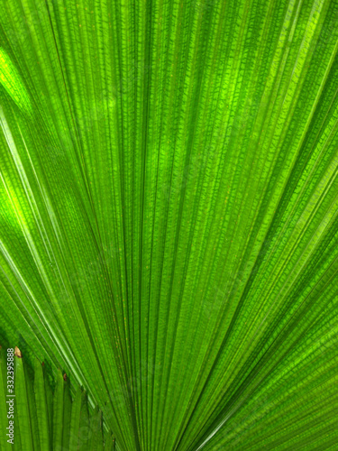 Palm tree leaf close up, green background abstract, nature texture