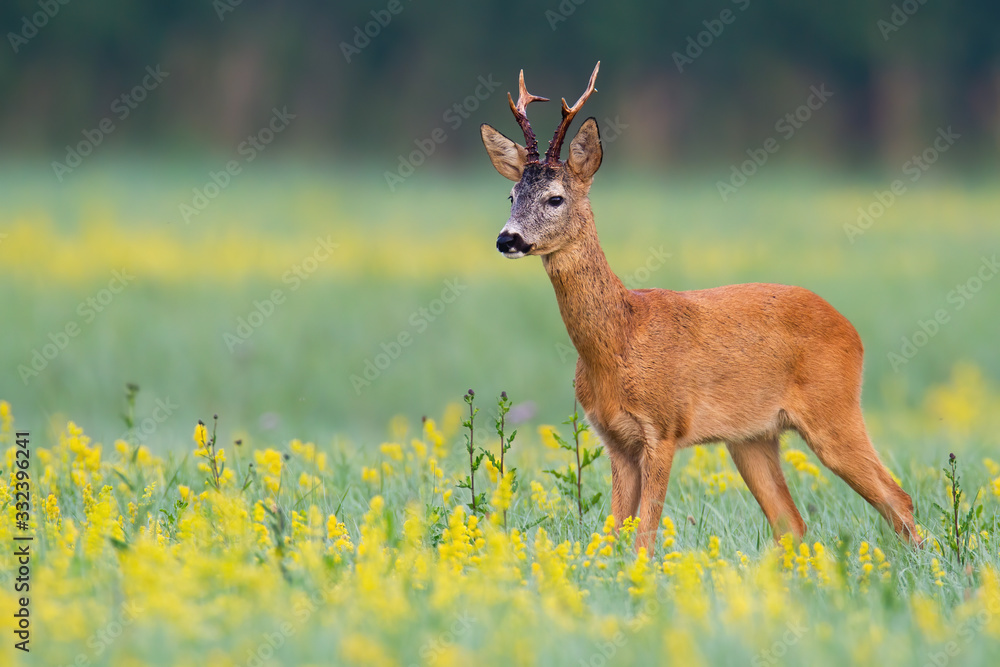 Male roe deer, capreolus capreolus, standing in open landscape with flowers from low angle. Adorable animal with antlers looking aside with copy space and blurred green background. Male roe deer, capreolus capreolus, standing in open landscape with flowers from low angle. Adorable animal with antlers looking aside with copy space and blurred green background.