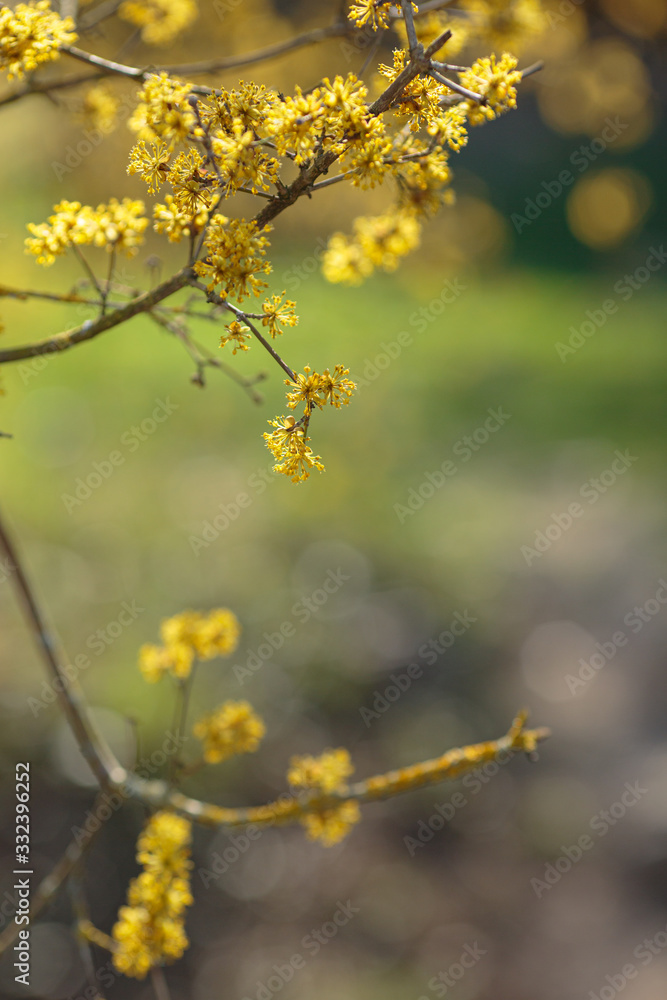 the early spring Cornelian cherry dogwood flower the early spring Cornelian cherry dogwood flower
