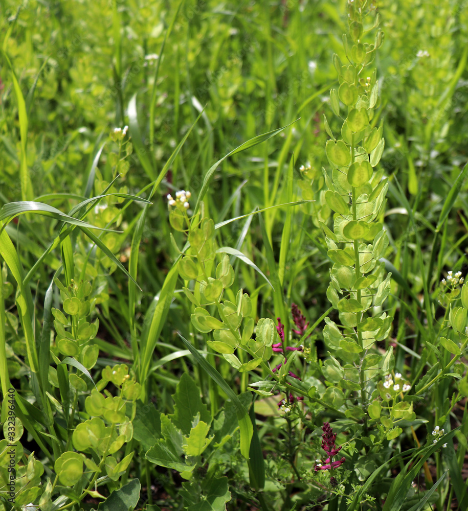 field-pennycress