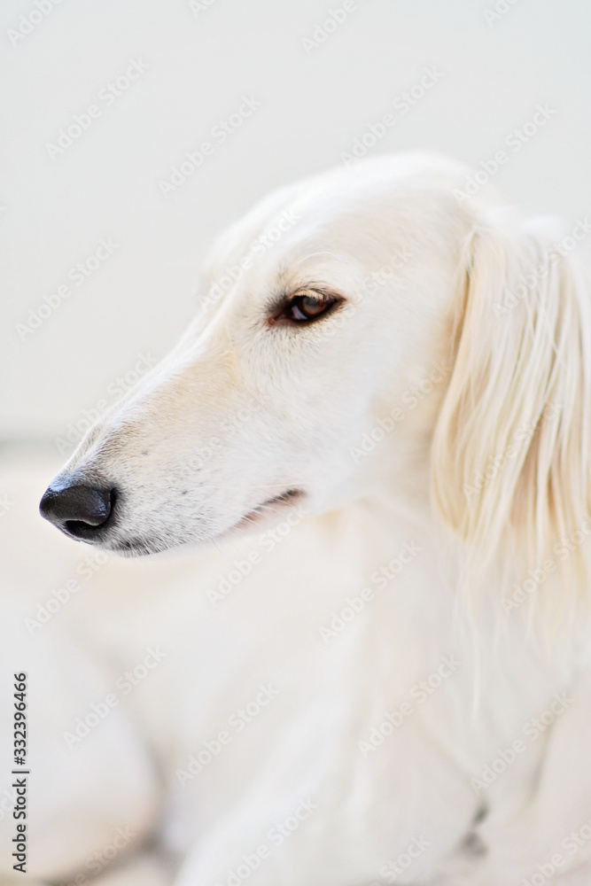 Purebred white saluki sighthound or gazehound, is a serious hunter at heart. Can trace its roots back to the ancient Egyptians. A dog portrait from a Persian Greyhound which is gentle with children. Purebred white saluki sighthound or gazehound, is a serious hunter at heart. Can trace its roots back to the ancient Egyptians. A dog portrait from a Persian Greyhound which is gentle with children.