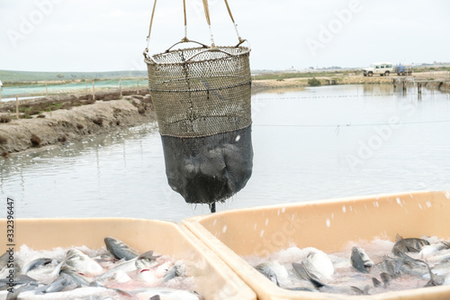 Descargando pescado recién pescado con una cesta de transporte  photo