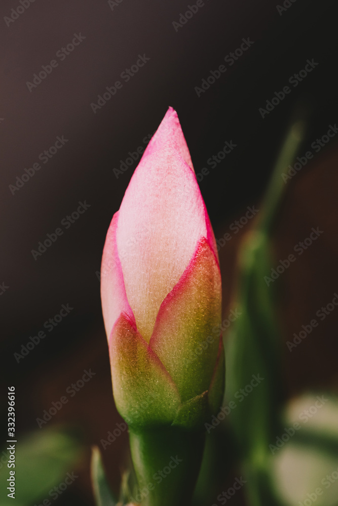 Bud of a pink flower close-up, macro photo. The concept of flowering, growing flowers, spring, summer. Bud of a pink flower close-up, macro photo. The concept of flowering, growing flowers, spring, summer.