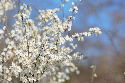 Blossoming branch with with flowers of cherry plum.