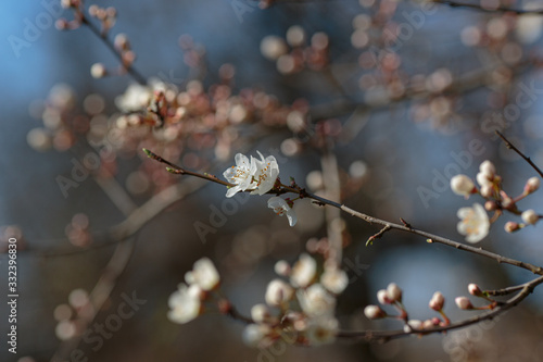 Blossoming branch with with flowers of cherry plum.