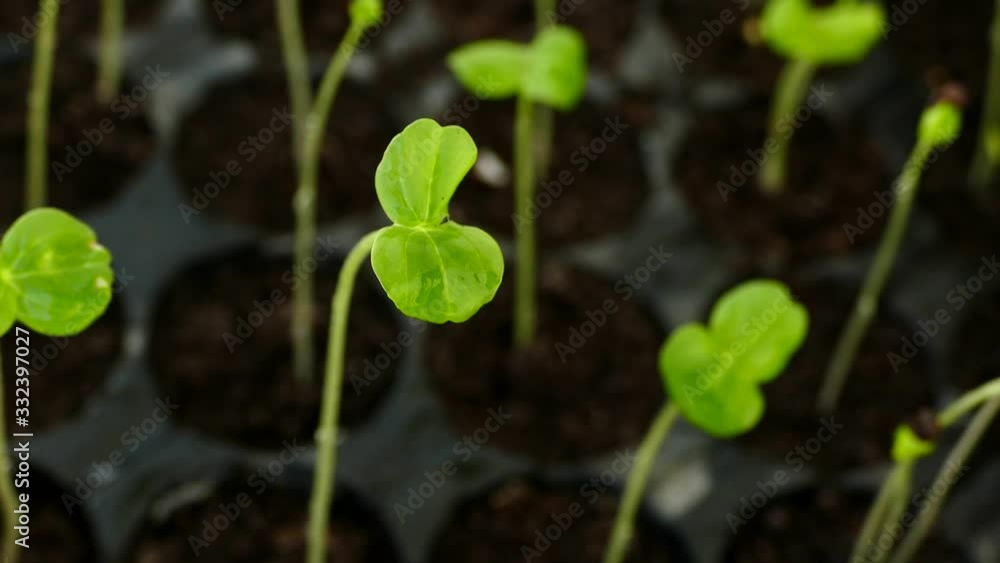 small seedlings for the garden, germinating seedlings, small seedlings for the garden, germinating seedlings,