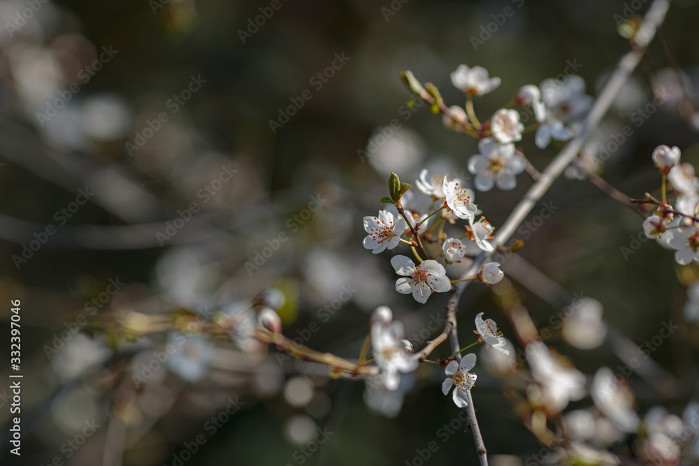 Blossoming branch with with flowers of cherry plum. Blossoming branch with with flowers of cherry plum.
