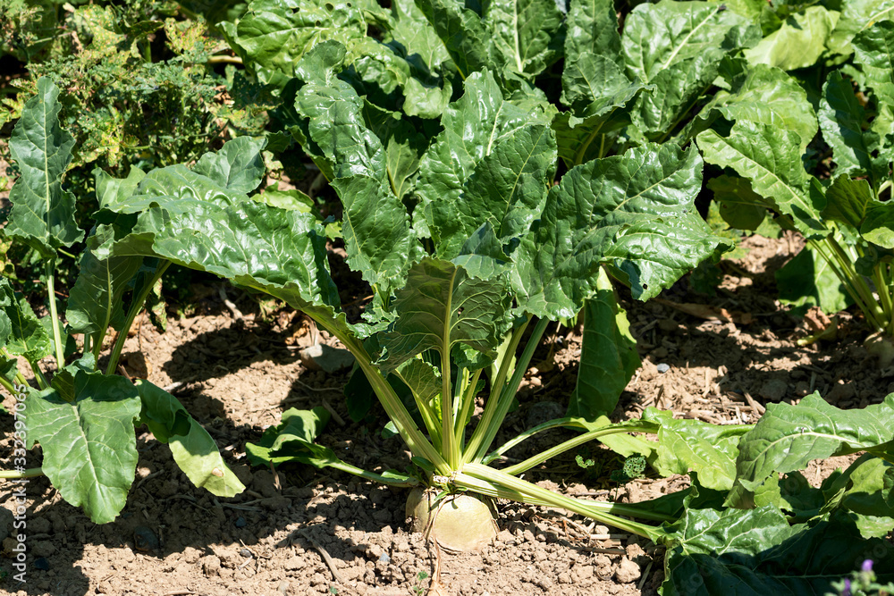 Naklejka premium Sugar beet grows in the field. Technical culture, the roots of which contain a lot of sucrose.