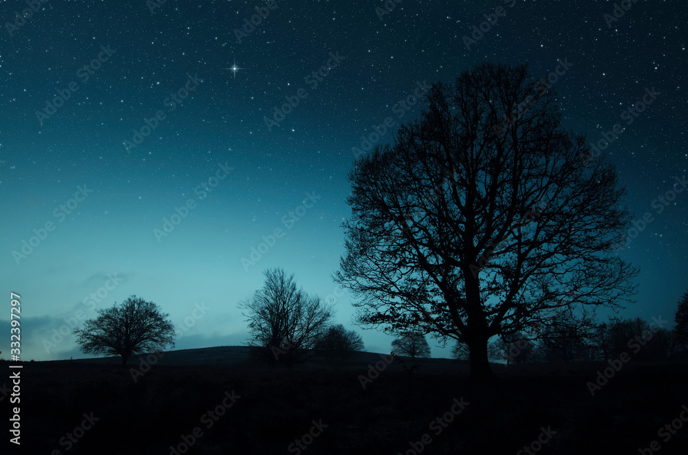 tree and starry sky in night landscape tree and starry sky in night landscape