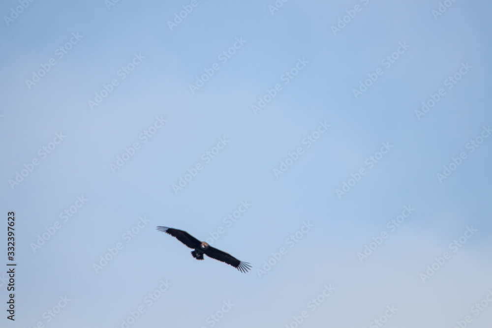 big crow on the sky