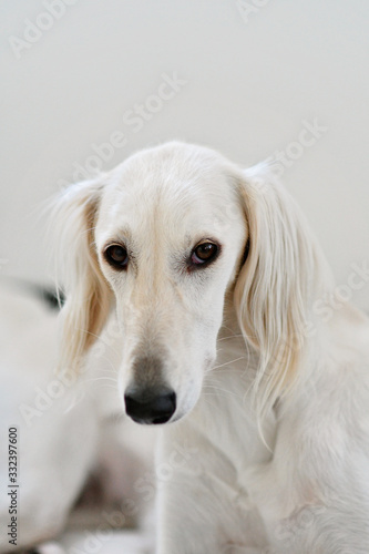 Valokuvatapetti Purebred white saluki sighthound or gazehound, is a serious hunter at heart