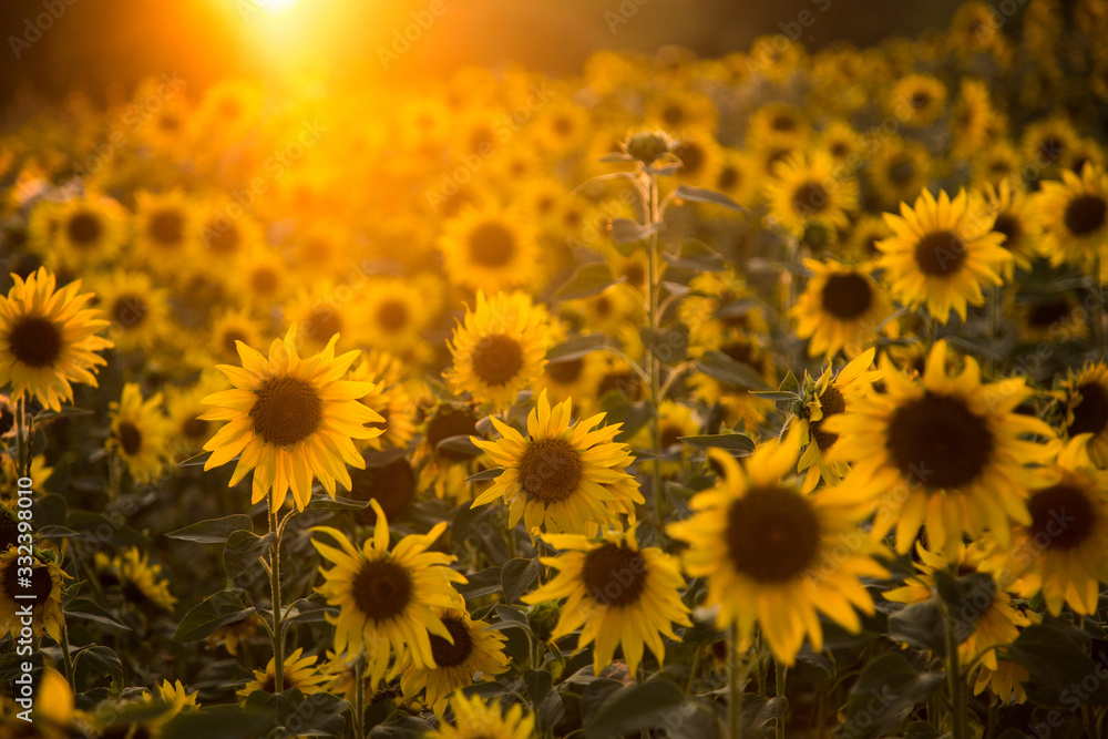 Fototapeta premium pole słoneczników
