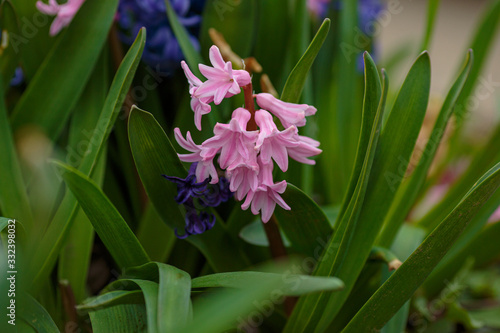 Spring fresh flowers. Spring Background with bokeh