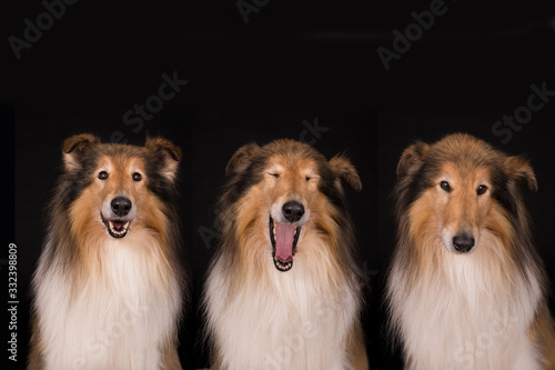 Collie