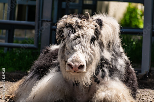 Very furry black and white bull Yak. A large and shaggy animal with large expressive eyes is resting in the sun.