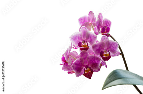 Wallpaper Mural Soft close-up focus of beautiful branch of striped purple mini orchids Sogo Vivien. Phalaenopsis, Moth Orchid with green leaf isolated on white background. Nature concept for design. Place for text Torontodigital.ca