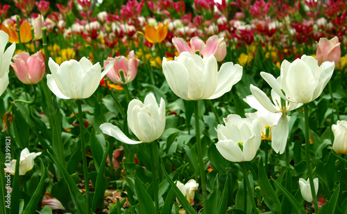 White and colorful tulips in full bloom. Beautiful flowers field