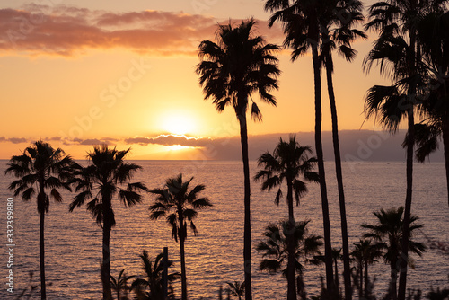 palmiers au coucher de soleil © chali