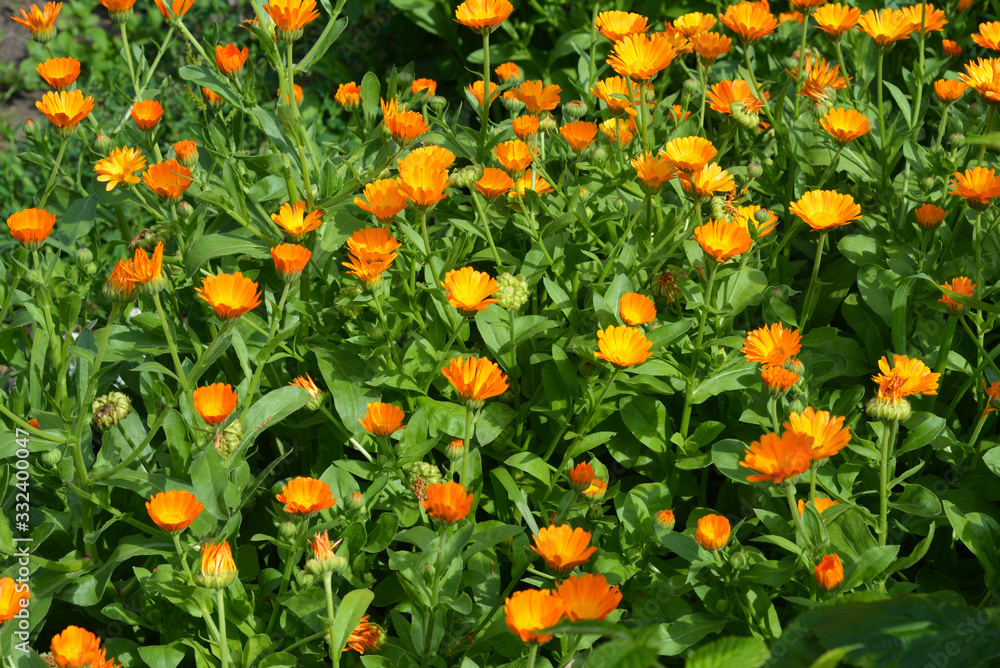 Calendula, Scotch marigold, ruddles or pot marigold orange aromatic flowers are blooming on a flower bed in summer.