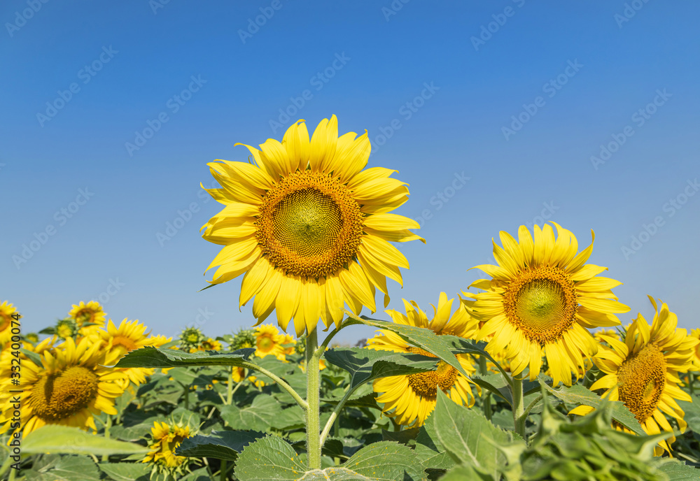 Close up sunflower flowers blooming in plantation field under blue sky Close up sunflower flowers blooming in plantation field under blue sky