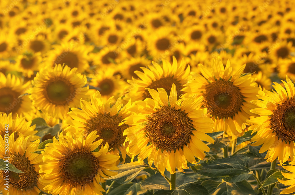 Fototapeta premium Many bright yellow big sunflowers in plantation fields on warm evening light sunset golden time
