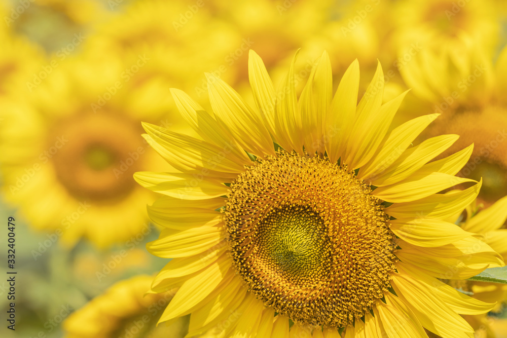 Bright yellow big sunflowers backlit photography on blurred sunny sunset time background inspiration concept Bright yellow big sunflowers backlit photography on blurred sunny sunset time background inspiration concept
