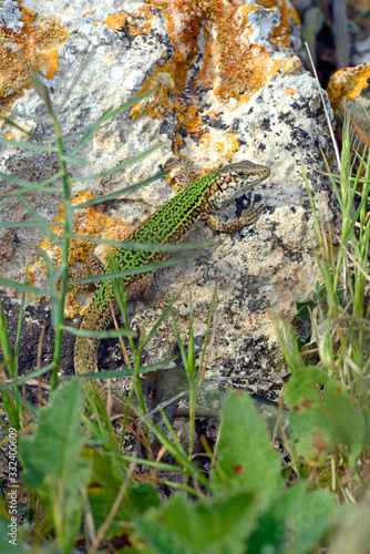 männliche Pityuseneidechse (Podarcis pityusensis pityusensis) auf Ibiza, Spanien / Ibiza wall lizard (male) on Ibiza, Spain photo