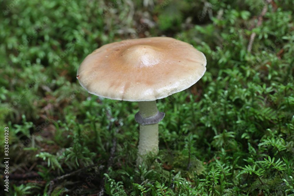 Stropharia hornemannii, known as luxuriant ringstalk, Conifer Roundhead and lacerated stropharia, wild mushroom from Finland Stropharia hornemannii, known as luxuriant ringstalk, Conifer Roundhead and lacerated stropharia, wild mushroom from Finland