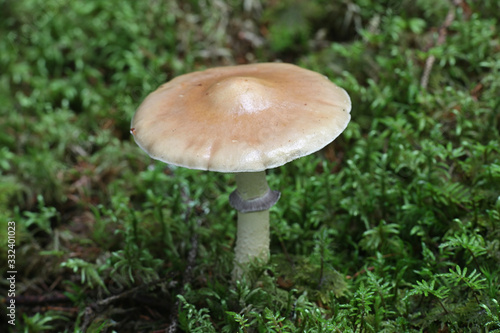 Stropharia hornemannii, known as luxuriant ringstalk, Conifer Roundhead and lacerated stropharia, wild mushroom from Finland