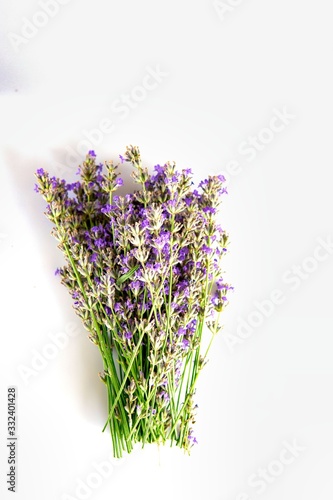 Lavandula Hidcote isolated on white background