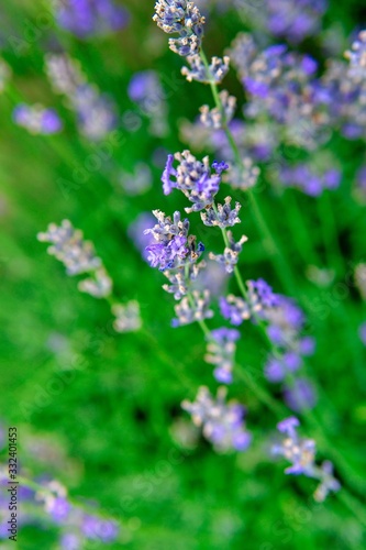 Blooming lavender in a field close-up, in the summer in the rays of the sun at sunset. Selective focus.