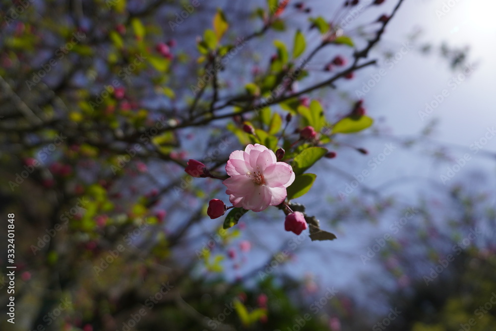 一輪の桜の花