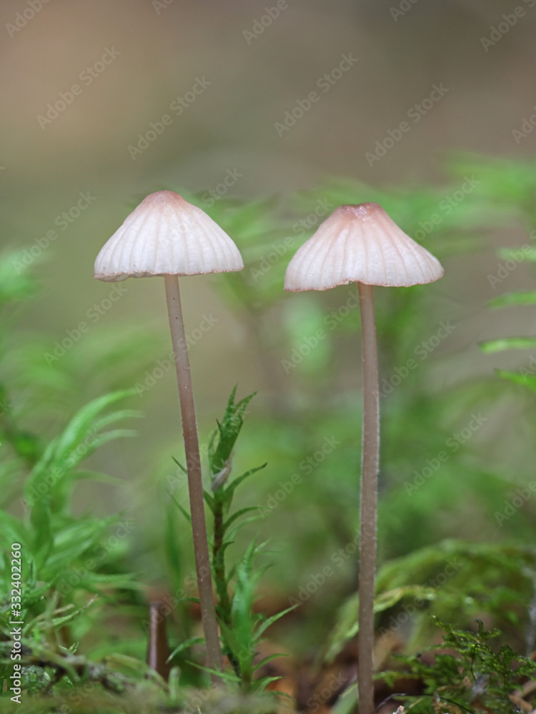 Mycena rubromarginata, known as the Red Edge Bonnet, wild mushroom from Finland Mycena rubromarginata, known as the Red Edge Bonnet, wild mushroom from Finland