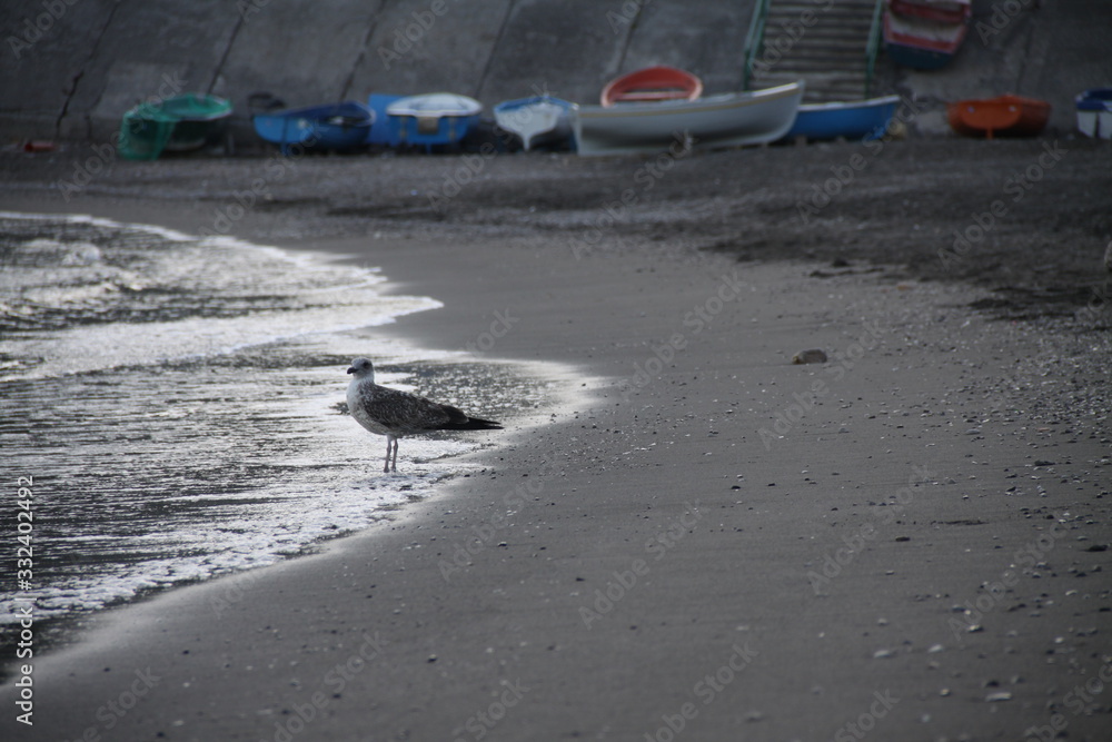 Obraz premium Seagull on the beach