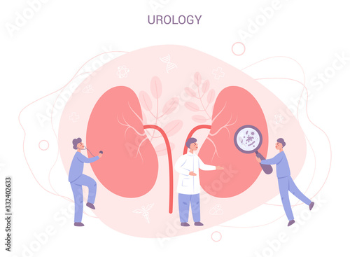 Doctor make kidney examination. Idea of medical treatment. Urology,