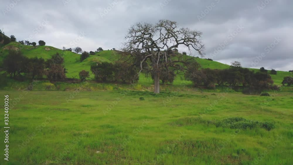 Drone Dolly To Spooky Old Tree By Creek In Malibu State National Park Drone Dolly To Spooky Old Tree By Creek In Malibu State National Park