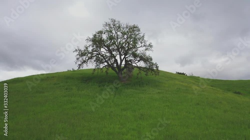 Slow Aerial Drone Dolly Towards Lonely Tree On Hill SidebMalibu Creek State National Park photo