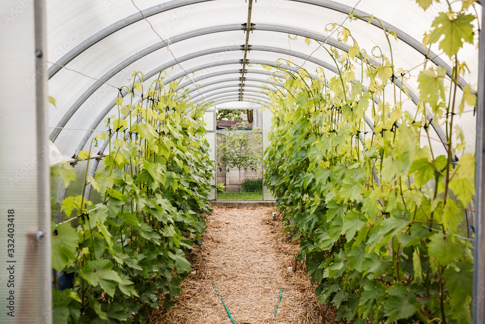 Grape trees grow in a greenhouse. Agricultural cultivation of cultivated plants in protected conditions. Household growing farm for making homemade wine. Grape trees grow in a greenhouse. Agricultural cultivation of cultivated plants in protected conditions. Household growing farm for making homemade wine.
