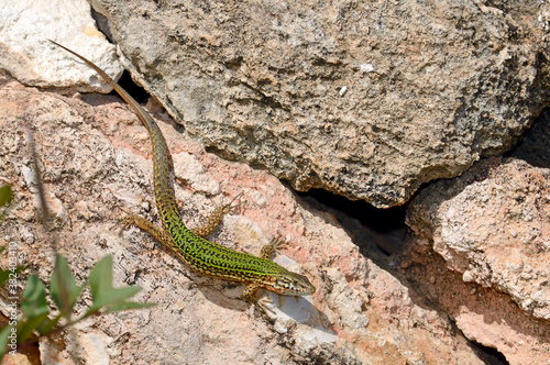 männliche Pityuseneidechse (Podarcis pityusensis pityusensis) auf Ibiza, Spanien / Ibiza wall lizard (male) on Ibiza, Spain photo